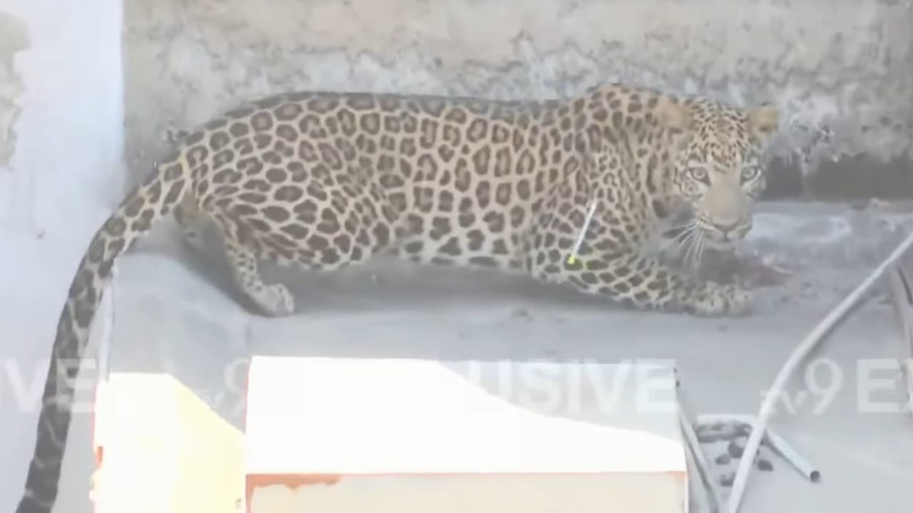 आज पहाटे ५.३० ते ६.०० वाजताच्या दरम्यान हाच बिबट्या थेट शिवनगर भागातील दाट लोकवस्तीत शिरला. त्याने परिसरातील चार निरपराध नागरिकांना जखमी केले. त्यानंतर हा बिबट्या स्वतःला लपवण्यासाठी वर्मा कुटुंबियांच्या घरामध्ये शिरला.