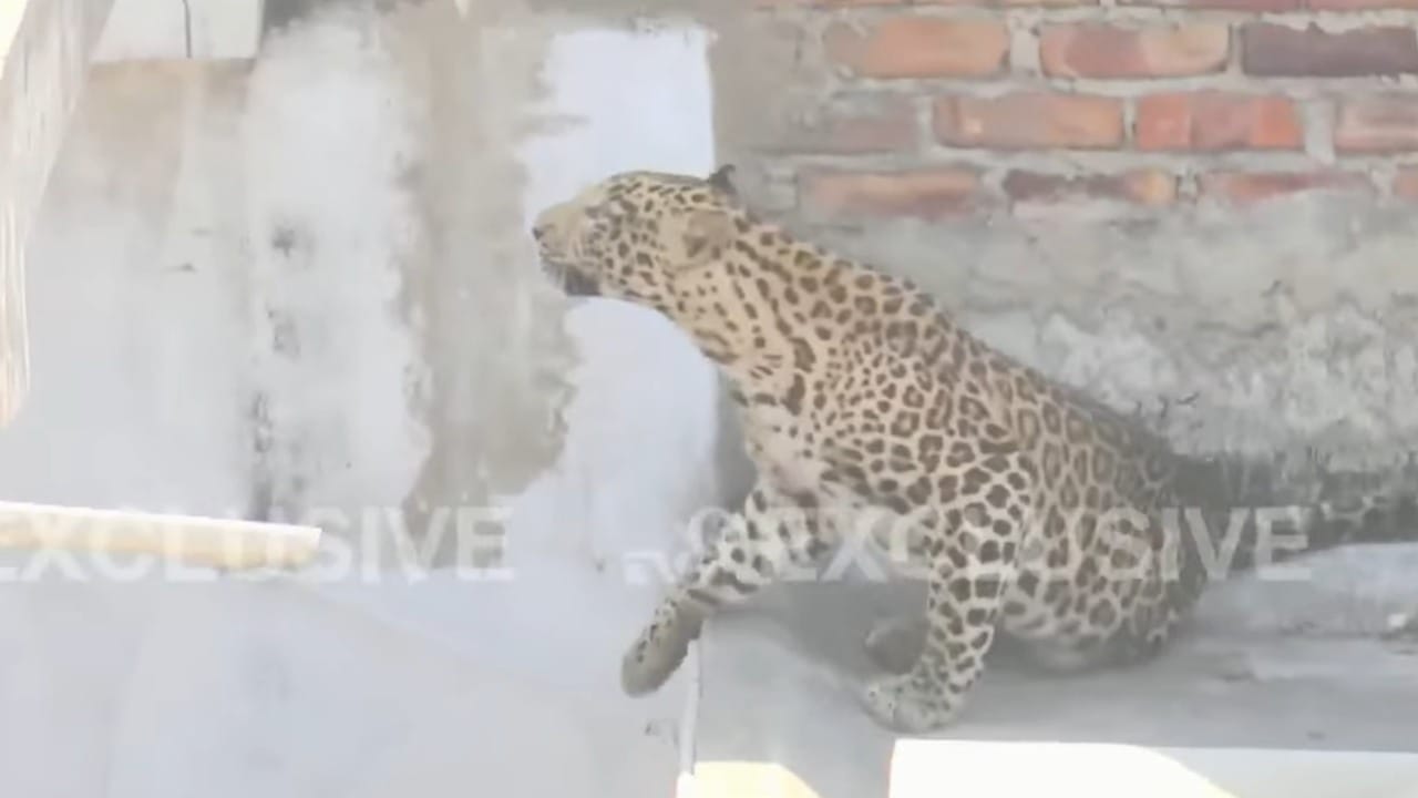 या बिबट्याने पहाटेच्या वेळी केलेल्या हल्ल्यात चार नागरिक जखमी झाले आहेत, ज्यांच्यावर रुग्णालयात उपचार सुरू आहेत. दोन दिवसांपूर्वी कापसी भागामध्ये बिबट्या दिसल्याची माहिती होती, पण तो सापडला नाही.