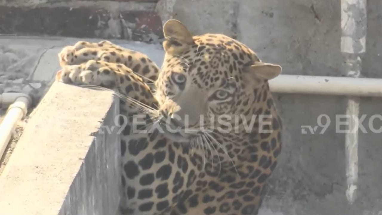 यानंतर रेस्क्यू टीमने वैद्यकीय तज्ञांच्या मार्गदर्शनाखाली बिबट्याला बेशुद्ध करण्यासाठी लागणारे डार्ट आणि विशेष बंदुकीची तयारी केली. अत्यंत काळजीपूर्वक आणि बिबट्याच्या हालचालीचा अंदाज घेऊन तज्ञांनी समोरील गच्चीवरुन बिबट्यावर यशस्वीरित्या डार्ट फायर केला.