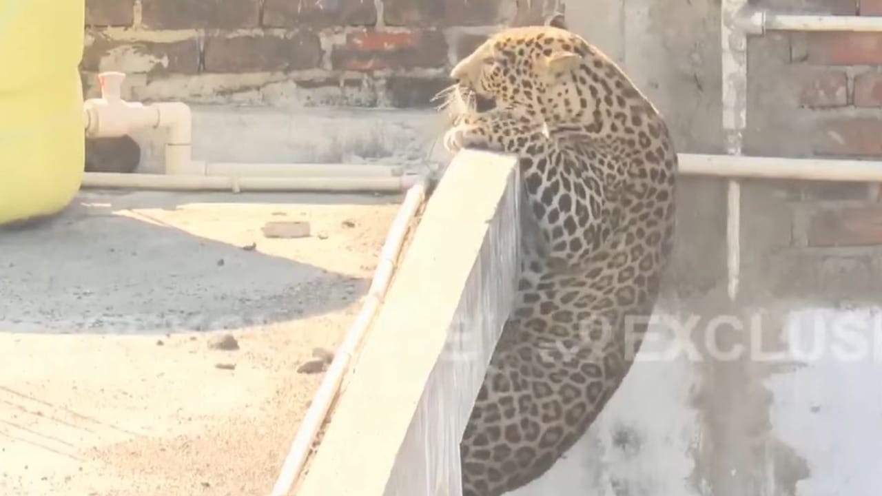 वन विभागाने परिस्थितीचे गांभीर्य लक्षात घेऊन ऑपरेशन बिबट्या सुरू केले. यावेळी सर्वप्रथम बिबट्या ज्या पांढऱ्या घरात लपला होता, त्या घराच्या मुख्य प्रवेशद्वाराच्या बाहेर लगेच जाळी लावण्यात आली. बिबट्याला निसटण्याची संधी मिळू नये यासाठी हे अत्यंत महत्त्वाचे पाऊल होते.