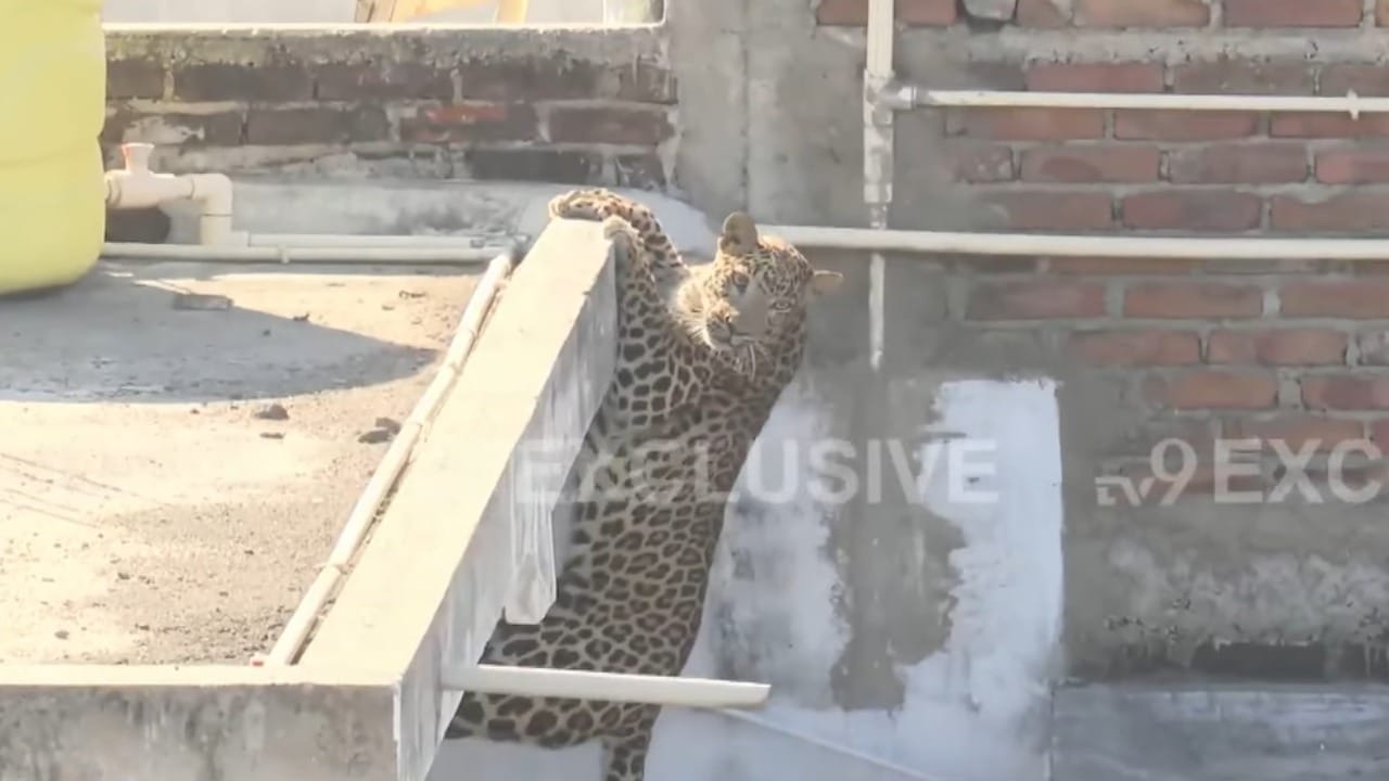 बिबट्या पूर्णपणे बेशुद्ध झाल्यानंतर वन विभागाच्या एका कर्मचाऱ्यांनी त्याच्यावर मोठी जाळी टाकली. त्यानंतर एक चादर टाकत त्याला गुंडाळून सुरक्षितपणे रेस्क्यू व्हॅन मध्ये हलवण्यात आले.