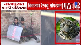 नागपूर पारडीत बिबट्याचा थरार, जेरबंद करण्यास असं सुरू रेस्क्यू ऑपरेशन