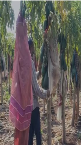 नंदुरबारच्या हवामानात बदल अन् पपई पिकाला फटका.