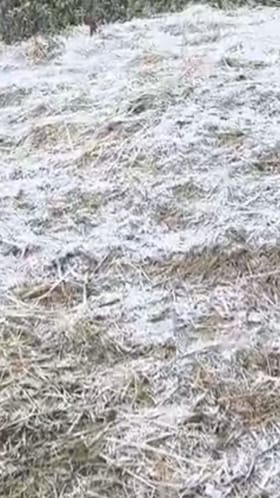 नंदुरबार सातपुड्यात थंडीचा जोर वाढला, पिकांवर परिणाम.