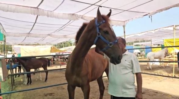 नंदुरबारमधील सारंगखेड्याच्या घोडेबाजारात एक से बढकर एक घोडे दाखल होत आहे. त्यातच उत्तर प्रदेशच्या महेश्वर येथून आलेली रुद्राणी नावाची घोडी दाखल झाली असून या घोडीची किंमत हजारो आणि लाखात नव्हे तर करोडो रुपये आहे. पंजाबच्या पुष्कर येथे रुद्र आणि या घोडीला एका अश्वप्रेमींनी एक कोटी १७ लाखात मागणी केली होती.