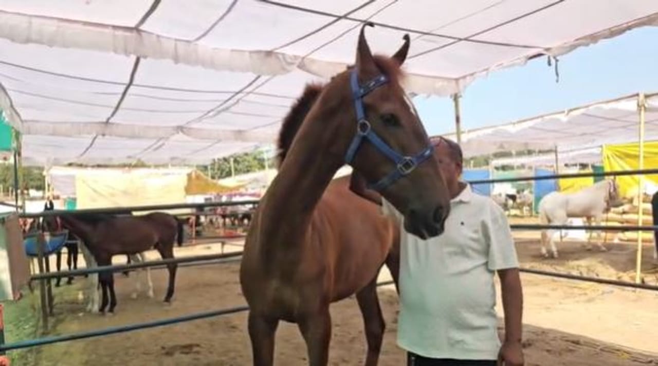नंदुरबारमधील सारंगखेड्याच्या घोडेबाजारात एक से बढकर एक घोडे दाखल होत आहे. त्यातच उत्तर प्रदेशच्या महेश्वर येथून आलेली रुद्राणी नावाची घोडी दाखल झाली असून या घोडीची किंमत हजारो आणि लाखात नव्हे तर करोडो रुपये आहे. पंजाबच्या पुष्कर येथे रुद्र आणि या घोडीला एका अश्वप्रेमींनी एक कोटी १७ लाखात मागणी केली होती.