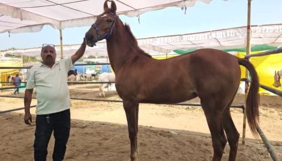  मात्र या घोडीचे मालक विजय यादव यांनी ही घोडी विकण्यास नकार दिला होता. या घोडीत असं काय खास आहे, ज्यामुळे त्या घोडीची किंमत तब्बल एक कोटी १७ लाख रुपये आहे, असे आता विचारले जात आहे. 