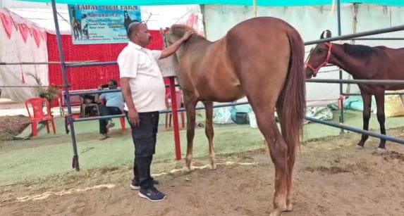 सारंगखेड्याच्या यात्रेत रुद्रणी घोडी दाखल झाली असून ती रुद्राश चेमपूरवालेची मुलगी आहे आणि राज नगीनाची नात आहे. ही रुद्राणी अवघ्या २२ महिन्याची आहे. मात्र तिचं उंची ६५ इंचपेक्षा अधिक असल्याने ती पूर्ण घोडे बाजारात सर्वात उंच घोडी आहे. त्यामुळे रुबाबदार अशी रुद्राणीला पाहण्यासाठी लोकांची मोठी गर्दी होत आहे.