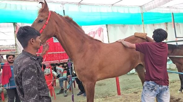 रुद्राणी घोडी जितकी सुंदर आहे तितकाच तिचा खुराकदेखील मोठा आणि जास्त आहे. रुद्राणीला रोज आठ लिटर गाईचे दूध, बिसलरी पाणी, गहू आणि हरभऱ्याच्या भुसा दिला जातो. सकाळ-सायंकाळी तिची चांगल्या पद्धतीने एक तास मालिश केली जाते. त्यानंतर तिला खायला १०० ग्रॅम मोहरीचं तेलं दिलं जातं.  