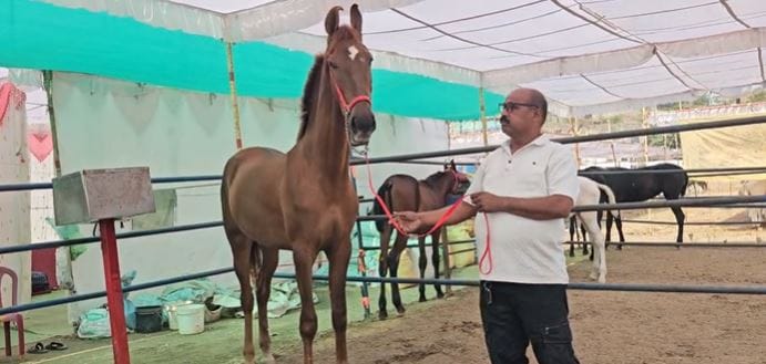 संगखेड्याच्या या बाजारात करोडोचे घोडे मिळत असतात. संगखेड्याच्या बाजारात रुद्राणी घोडी विक्रीसाठी आलेली नाही. मात्र तिला पाहायचे असणार तर एकदा आश्वांच्या पंढरीत भेट देण्याचे आवाहन केले जात आहे.  