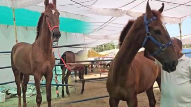 देखण्या रुद्राणी घोडीची देशात चर्चा, किंमत 1 कोटी 17 लाख, पाहा फोटो!