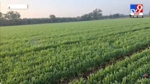 थंडीचा कडाका वाढला; रब्बी हंगामासाठी पोषक वातावरण