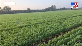 थंडीचा कडाका वाढला; रब्बी हंगामासाठी पोषक वातावरण