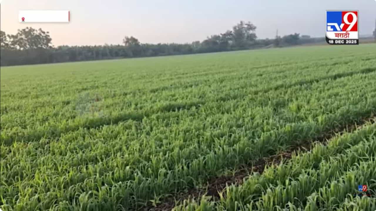 थंडीचा कडाका वाढला; रब्बी हंगामासाठी पोषक वातावरण