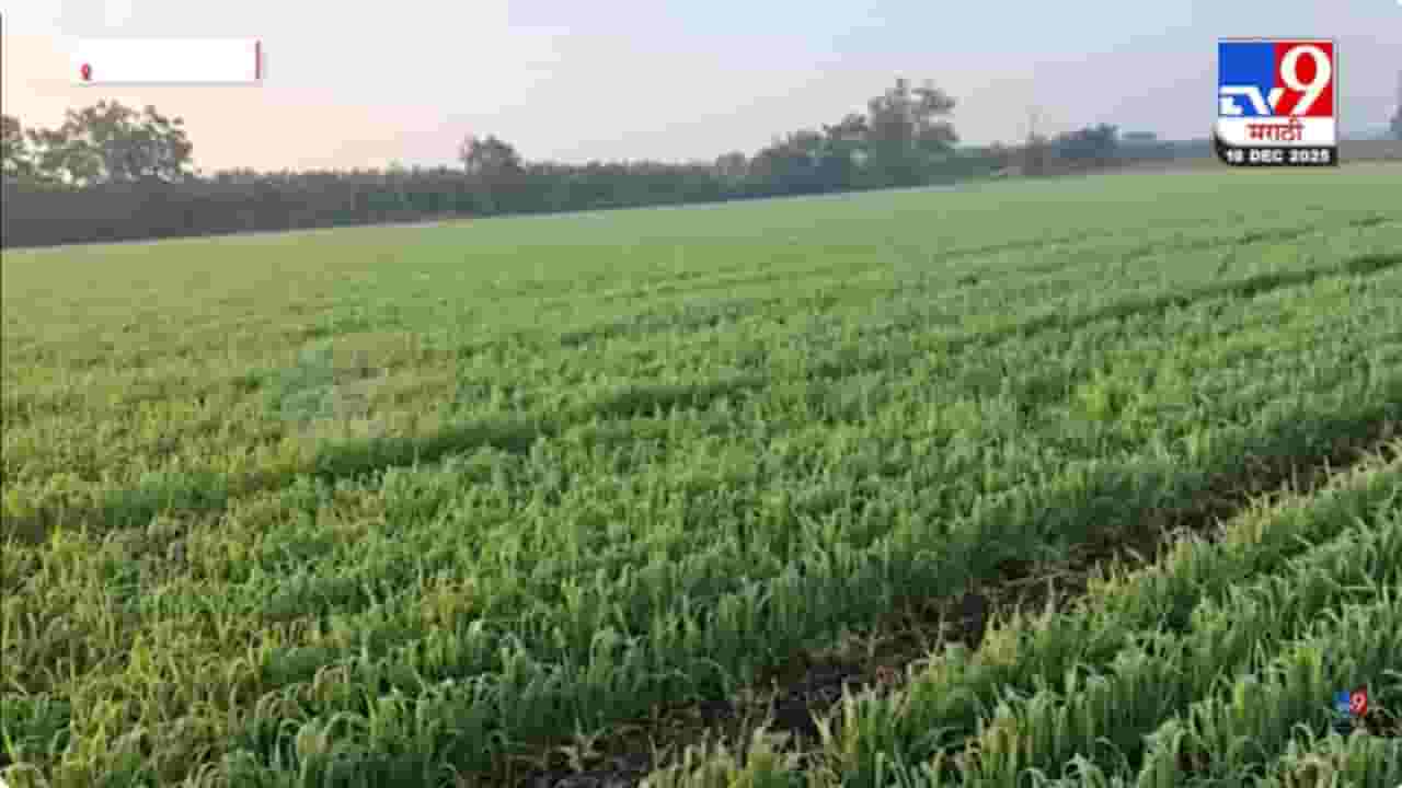 थंडीचा कडाका वाढला; रब्बी हंगामासाठी पोषक वातावरण