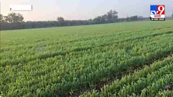 थंडीचा कडाका वाढला; रब्बी हंगामासाठी पोषक वातावरण