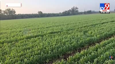 थंडीचा कडाका वाढला; रब्बी हंगामासाठी पोषक वातावरण