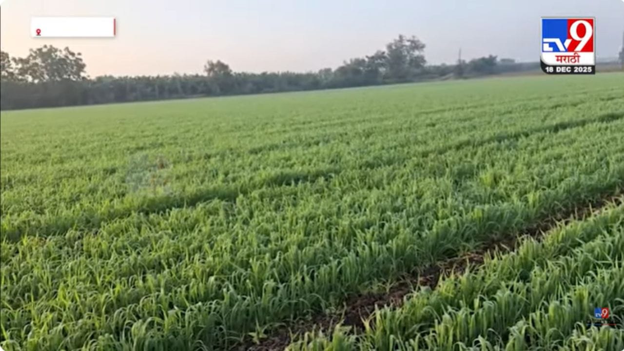 थंडीचा कडाका वाढला; रब्बी हंगामासाठी पोषक वातावरण थंडीचा कडाका वाढला; रब्बी हंगामासाठी पोषक वातावरण