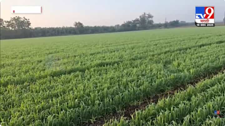 थंडीचा कडाका वाढला; रब्बी हंगामासाठी पोषक वातावरण थंडीचा कडाका वाढला; रब्बी हंगामासाठी पोषक वातावरण