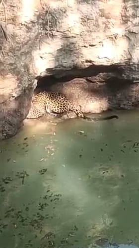 मालेगावच्या खाकुर्डी विहिरीत पडला बिबट्या, व्हिडीओ व्हायरल...