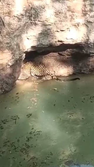 मालेगावच्या खाकुर्डी विहिरीत पडला बिबट्या, व्हिडीओ व्हायरल..