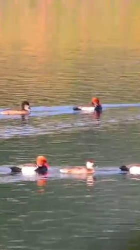 परदेशी पाहुणे झाले जलाशयांवर दाखल, फेब्रुवारीपर्यंत असणार मुक्काम...