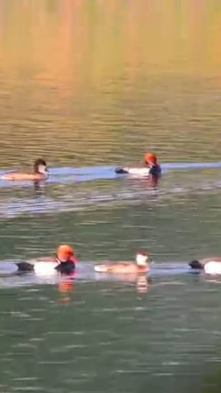 परदेशी पाहुणे झाले जलाशयांवर दाखल, फेब्रुवारीपर्यंत असणार मुक्काम..