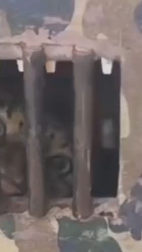 नाशिकच्या देवळात अखेर बिबट्या पिंजऱ्यात!