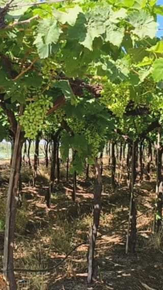 द्राक्ष निर्यात घटली; अतिवृष्टीने ७०% बागांचे नुकसान