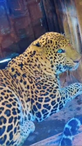 सिन्नर तालुक्यात पाथरे येथे बिबट्या जेरबंद.