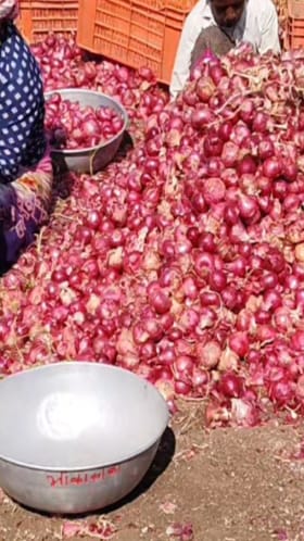 धुळे जिल्ह्यातील शेतकऱ्याची हुशारी, कांदा विकायला लासलगाव गाठले, दुप्पट झाली कमाई.