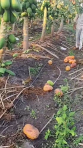 धुळे जिल्ह्यात पपई पिकावर करपा रोगाचा प्रादुर्भाव.