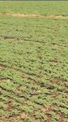 थंडी वाढल्याने हरभरा पीक बहरले.