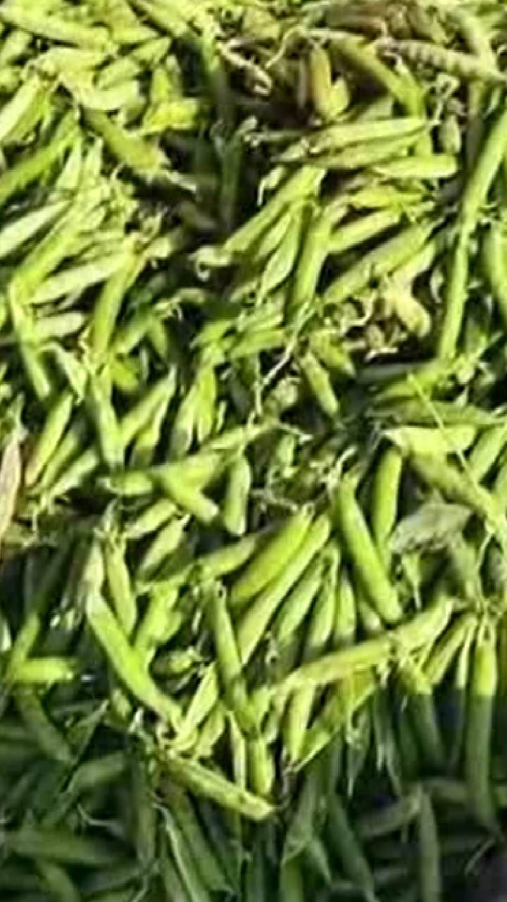 बुलढाण्यात वाटाण्याचे दर घसरले; शेतकऱ्यांची चिंता वाढली