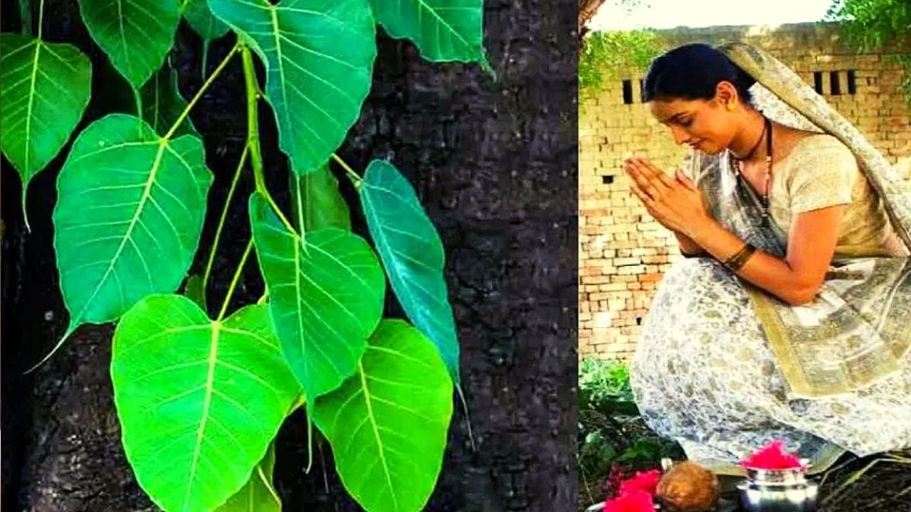 Vastu Shastra : पिंपळाचे झाड का तोडू नये? वास्तुशास्त्र काय सांगतं?