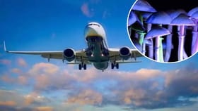 मशरूम खाल्ल्याने झिंग चढली, पायलटचं विमातच भयंकर कृत्य; प्रकरण काय?.