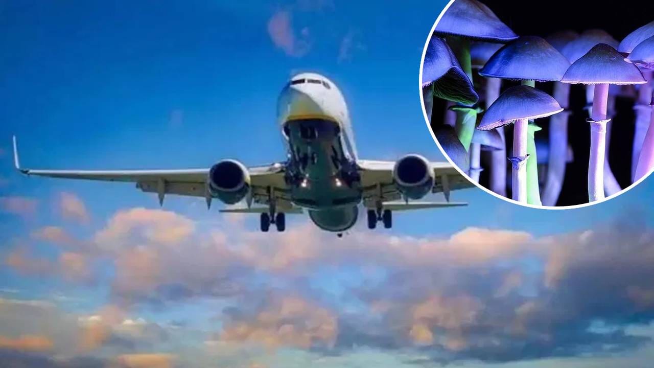 मशरूम खाल्ल्याने झिंग चढली, पायलटचं विमातच भयंकर कृत्य; तब्बल 80 प्रवासी...प्रकरण काय? मशरूम खाल्ल्याने झिंग चढली, पायलटचं विमातच भयंकर कृत्य; तब्बल 80 प्रवासी...प्रकरण काय?