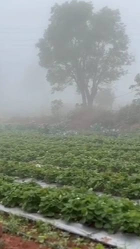 बदलत्या हवामानाचा स्ट्रॉबेरीवर परिणाम.