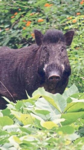 रानडुकरांच्या उपद्रवाने शेतातील पिकांचे मोठे नुकसान.