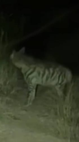 पुण्यातल्या शिरूर तालुक्यातील आंबळे गावात बिबट्याच्या धाकधुकीतच तरससदृश्य वन्यप्राण्याची एंट्री...