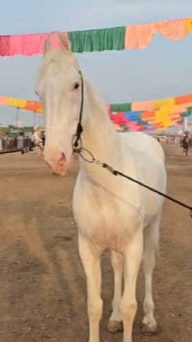 अश्वंच्या पंढरीमध्ये 15 वेळेस विजेता असलेला वाईट कोब्रा घोडा दाखल.