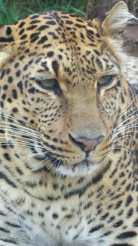 धु्ळ्यात बिबट्याचा मुक्तसंचार, खळबळजक व्हिडीओ.