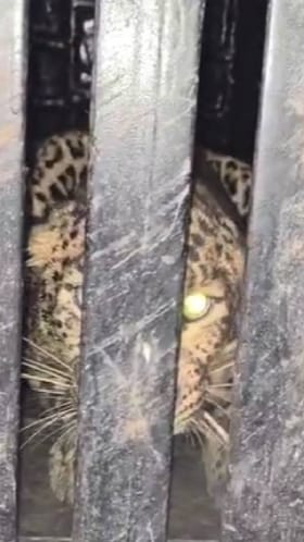 वन विभागाने लावलेल्या पिंजऱ्यात मादी बिबट्या जेरबंद.