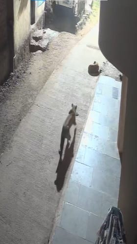 बिबट्याचा कुत्र्यावर हल्ला, थरारक CCTV फुटेज आलं समोर