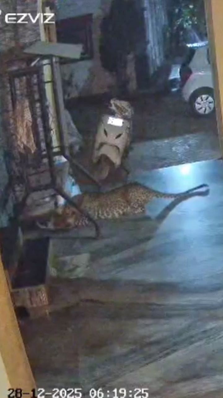 घराबाहेर झोपलेल्या कुत्र्यावर बिबट्याची झडप अन्... ; थरारक व्हिडीओ