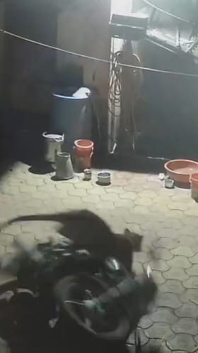 कुत्र्याची शिकार करायला गेला अन् बिबट्या स्वत:च घाबरून.. Video पाहून तुम्हालाही हसू आवरणार नाही