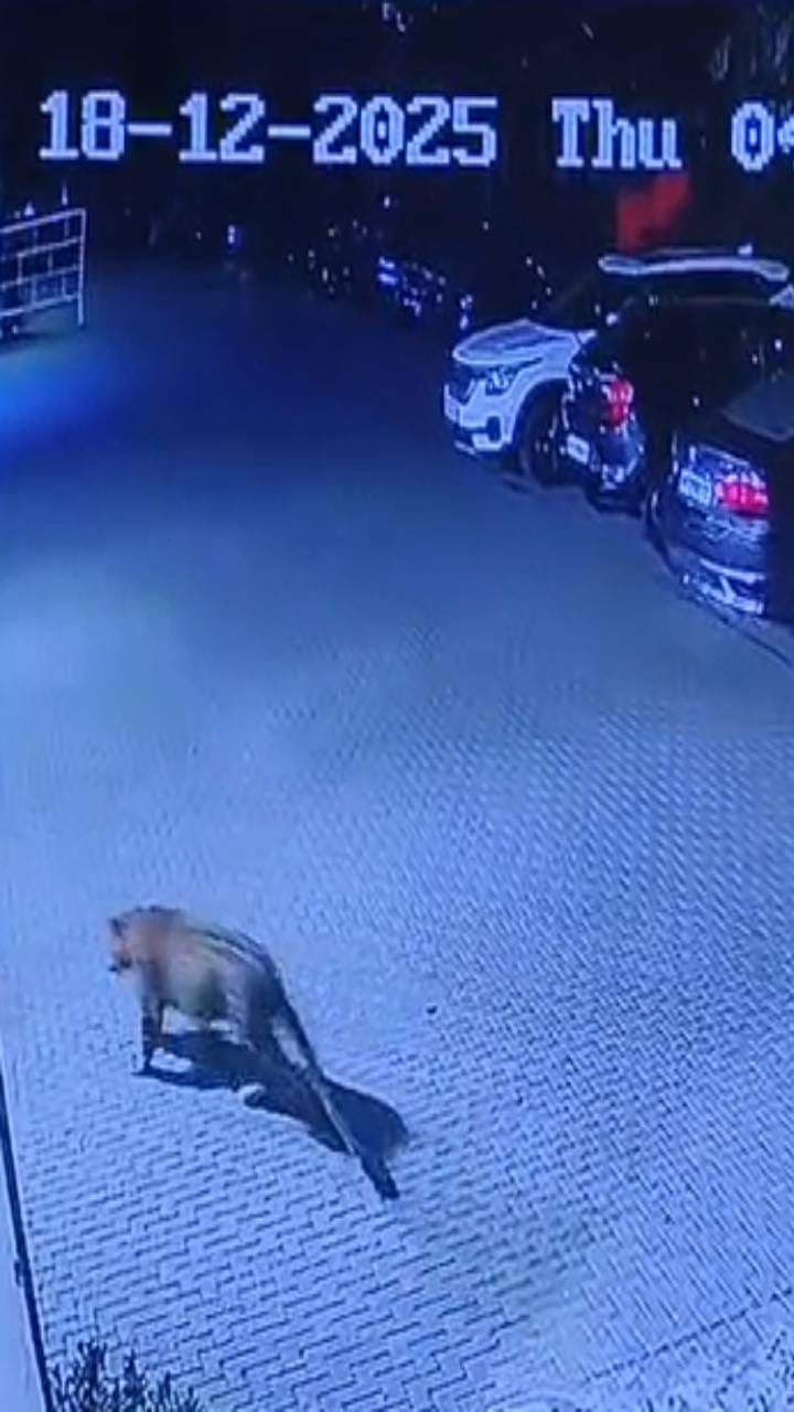 पुण्यातील केशवनगरमध्ये बिबट्याचा वावर CCTV कॅमेऱ्यात कैद