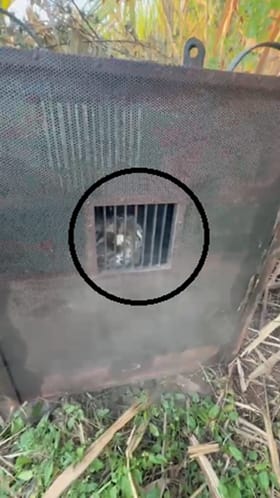 Pune : पकडला एकदाचा, कोरेगाव भिमा आणि वढु परिसरात बिबट्या जेरबंद