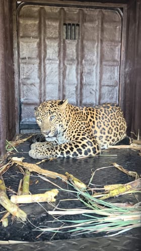 तळेगाव ढमढेरे येथे बिबट्या जेरबंद