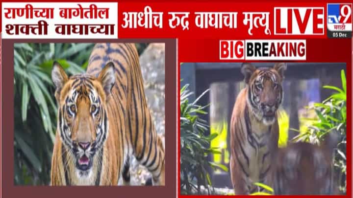 Rani Bagh Zoo Mumbai : राणीच्या बागेत शक्ती वाघाआधीच रुद्रचा मृत्यू; कारण काय? प्रशासनावर माहिती लपवल्याचा आरोप Rani Bagh Zoo Mumbai : राणीच्या बागेत शक्ती वाघाआधीच रुद्रचा मृत्यू; कारण काय? प्रशासनावर माहिती लपवल्याचा आरोप